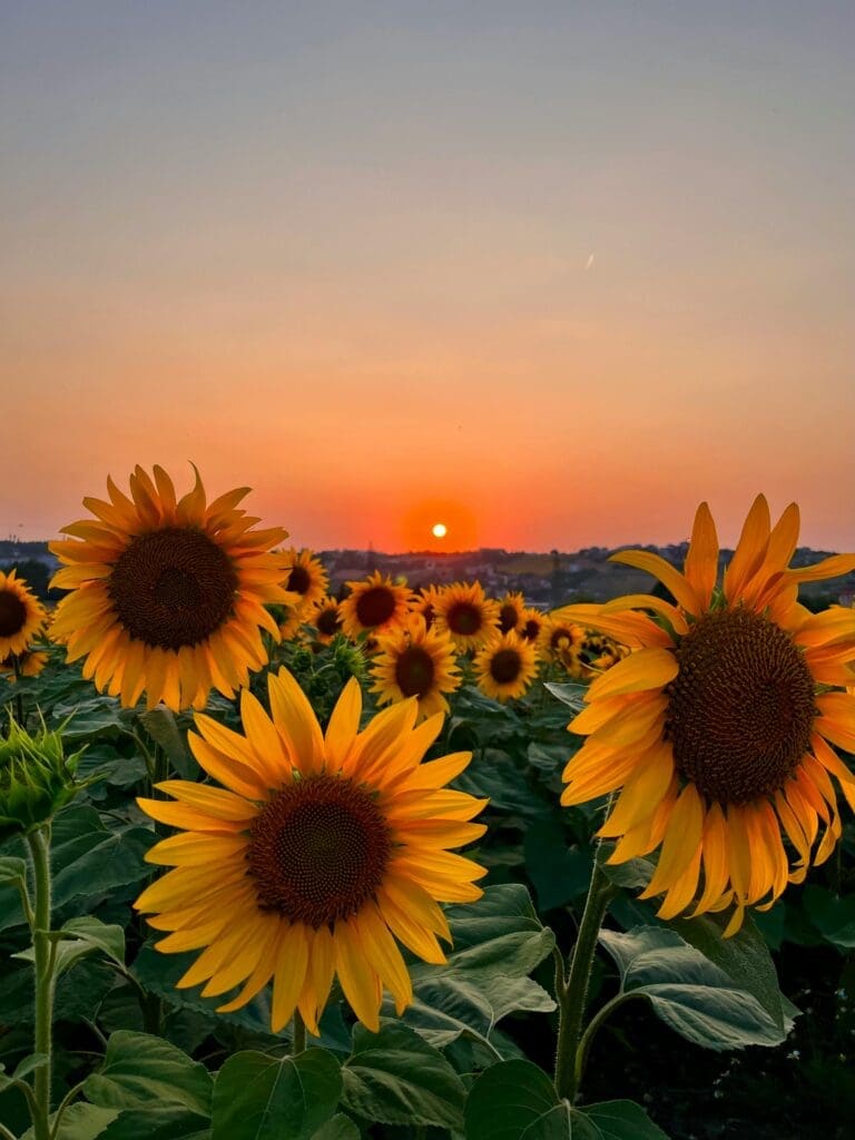 A tall field of bright sunflowers reaching towards a clear blue sky